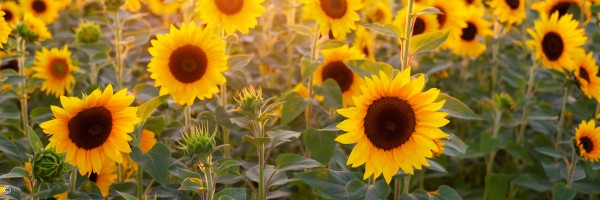 Sonnenblumen für unser Morgenlob Format Dankbar